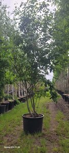 Amelanchier lamarckii 250-300 cm container meerstammig - afbeelding 8