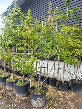 Amelanchier lamarckii 250-300 cm container meerstammig - afbeelding 5