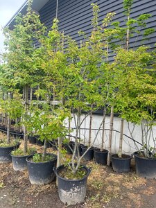Amelanchier lamarckii 250-300 cm container meerstammig - afbeelding 5
