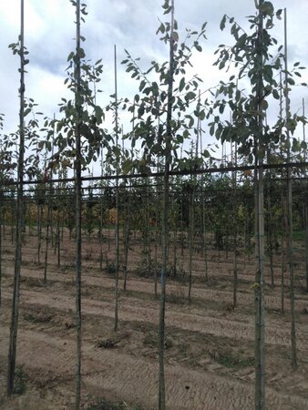 Amelanchier lamarckii 6-8 Hoogstam wortelgoed wortelecht - afbeelding 4