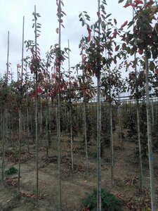 Amelanchier lamarckii 6-8 Hoogstam wortelgoed wortelecht - afbeelding 6