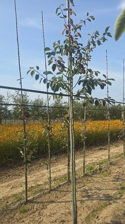 Amelanchier lamarckii 6-8 Hoogstam wortelgoed wortelecht - afbeelding 5