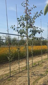 Amelanchier lamarckii 6-8 Hoogstam wortelgoed wortelecht - afbeelding 5