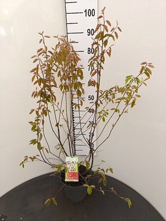 Amelanchier lamarckii 80-100 cm cont. 4,0L - afbeelding 1