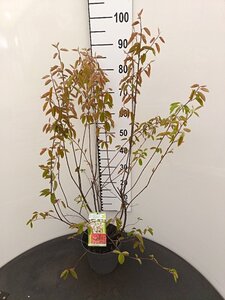 Amelanchier lamarckii 80-100 cm cont. 4,0L - afbeelding 1