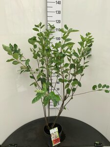 Amelanchier lamarckii 80-100 cm cont. 4,0L - afbeelding 3