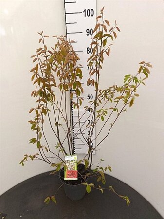 Amelanchier lamarckii 80-100 cm cont. 4,0L - afbeelding 2
