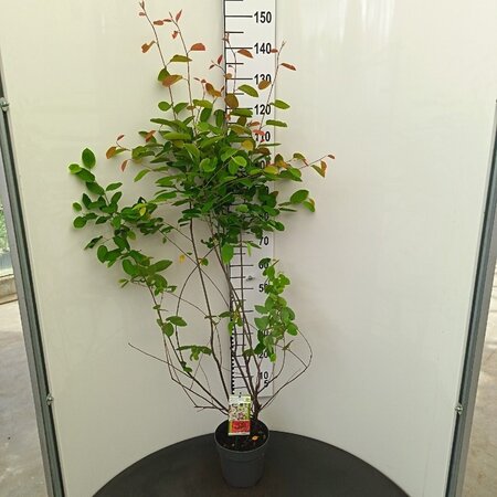 Amelanchier lamarckii 80-100 cm cont. 4,0L - afbeelding 1