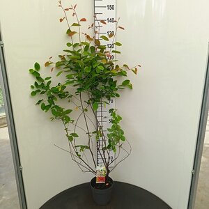 Amelanchier lamarckii 80-100 cm cont. 4,0L - afbeelding 1