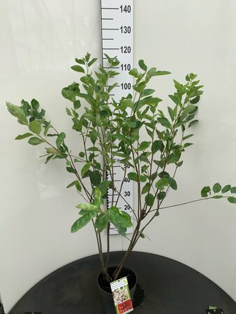 Amelanchier lamarckii 80-100 cm cont. 4,0L - afbeelding 2