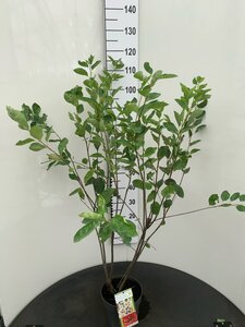 Amelanchier lamarckii 80-100 cm cont. 4,0L - afbeelding 2
