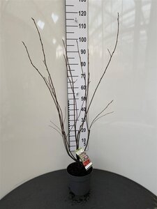 Amelanchier lamarckii 80-100 cm cont. 4,0L