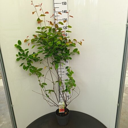 Amelanchier lamarckii 80-100 cm cont. 4,0L - afbeelding 2