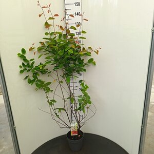 Amelanchier lamarckii 80-100 cm cont. 4,0L - afbeelding 2