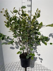 Amelanchier lamarckii 80-100 cm cont. 7,5L - afbeelding 6