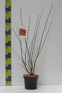 Amelanchier lamarckii 80-100 cm cont. 7,5L - afbeelding 6