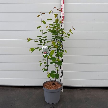 Amelanchier lamarckii 80-100 cm cont. 7,5L - afbeelding 3