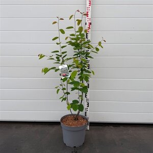 Amelanchier lamarckii 80-100 cm cont. 7,5L - afbeelding 3