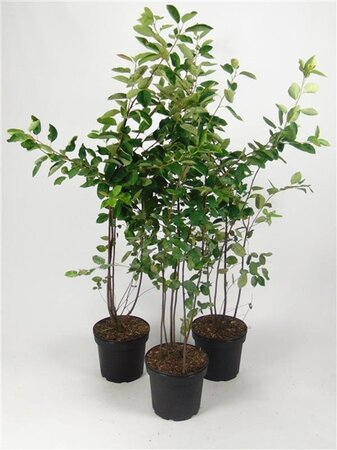 Amelanchier lamarckii 80-100 cm cont. 7,5L - afbeelding 6