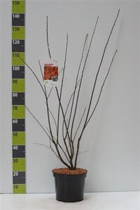 Amelanchier lamarckii 80-100 cm cont. 7,5L - afbeelding 4