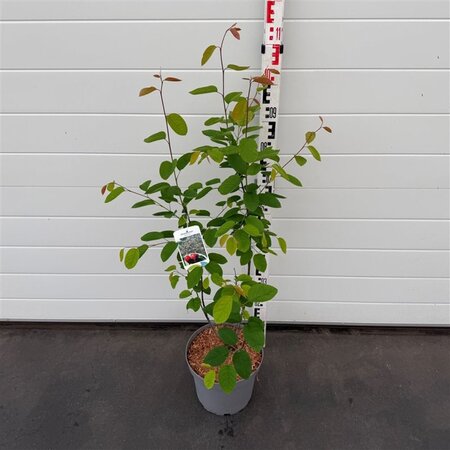 Amelanchier lamarckii 80-100 cm cont. 7,5L - afbeelding 4