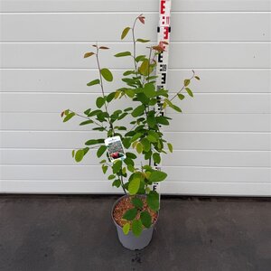 Amelanchier lamarckii 80-100 cm cont. 7,5L - afbeelding 4