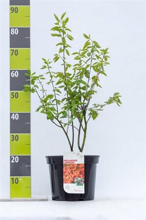 Amelanchier lamarckii 80-100 cm cont. 7,5L - afbeelding 3