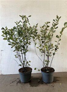 Amelanchier lamarckii 80-100 cm cont. 7,5L - afbeelding 7
