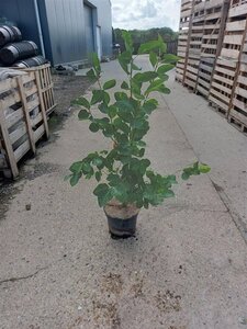 Amelanchier lamarckii 80-100 cm cont. 7,5L - afbeelding 2