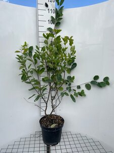 Amelanchier lamarckii 80-100 cm cont. 7,5L - afbeelding 5