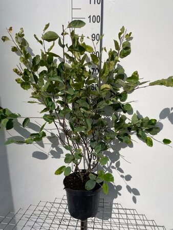 Amelanchier lamarckii 80-100 cm cont. 7,5L - image 7