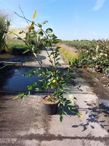 Amelanchier lamarckii 80-100 cm cont. 7,5L