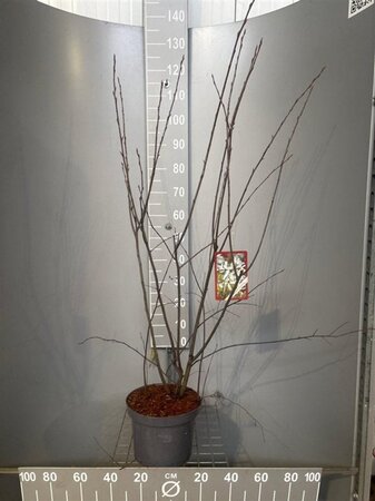 Amelanchier lamarckii 80-100 cm cont. 7,5L - image 11