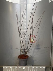 Amelanchier lamarckii 80-100 cm cont. 7,5L - image 11