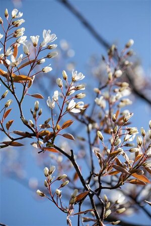 Amelanchier lamarckii 8-10 Hoogstam wortelgoed - afbeelding 2