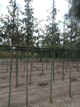 Amelanchier lamarckii 8-10 Hoogstam wortelgoed wortelecht - afbeelding 4