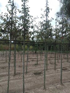 Amelanchier lamarckii 8-10 Hoogstam wortelgoed wortelecht - afbeelding 4