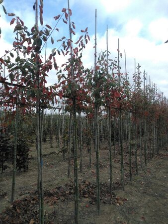 Amelanchier lamarckii 8-10 Hoogstam wortelgoed wortelecht - afbeelding 6