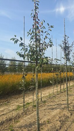 Amelanchier lamarckii 8-10 Hoogstam wortelgoed wortelecht - afbeelding 5