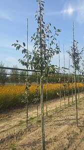 Amelanchier lamarckii 8-10 Hoogstam wortelgoed wortelecht - afbeelding 5