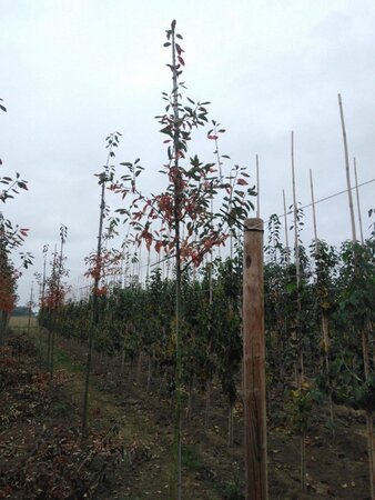 Amelanchier lamarckii 8-10 Hoogstam wortelgoed wortelecht - afbeelding 7