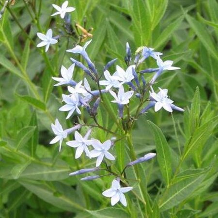 Amsonia orientalis geen maat specificatie 0,55L/P9cm - afbeelding 2