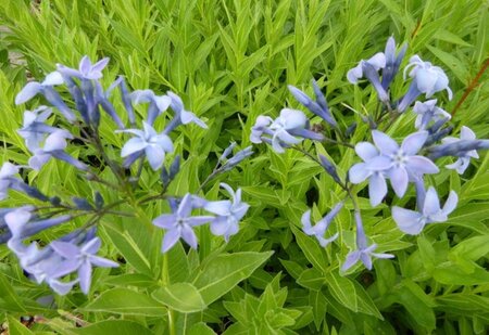 Amsonia orientalis geen maat specificatie 0,55L/P9cm