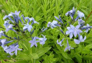 Amsonia orientalis geen maat specificatie 0,55L/P9cm