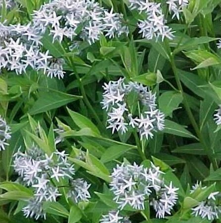 Amsonia tabernaemontana salicifolia geen maat specificatie 0,55L/P9cm