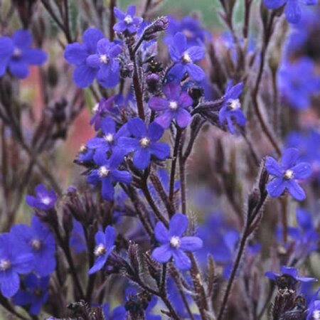 Anchusa azurea 'Dropmore' geen maat specificatie 0,55L/P9cm