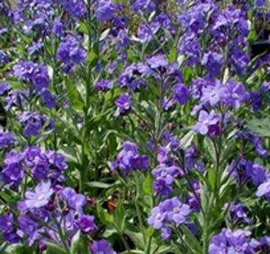 Anchusa azurea 'Loddon Royalist' geen maat specificatie 0,55L/P9cm - afbeelding 2