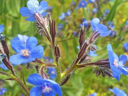 Anchusa azurea 'Loddon Royalist' geen maat specificatie 0,55L/P9cm