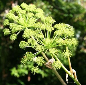 Angelica archangelica geen maat specificatie 0,55L/P9cm