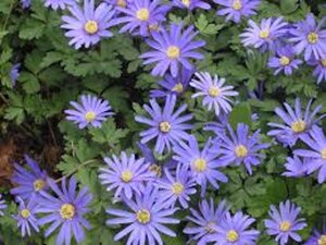 Anemone blanda 'Blue Shades' geen maat specificatie 0,55L/P9cm - afbeelding 3